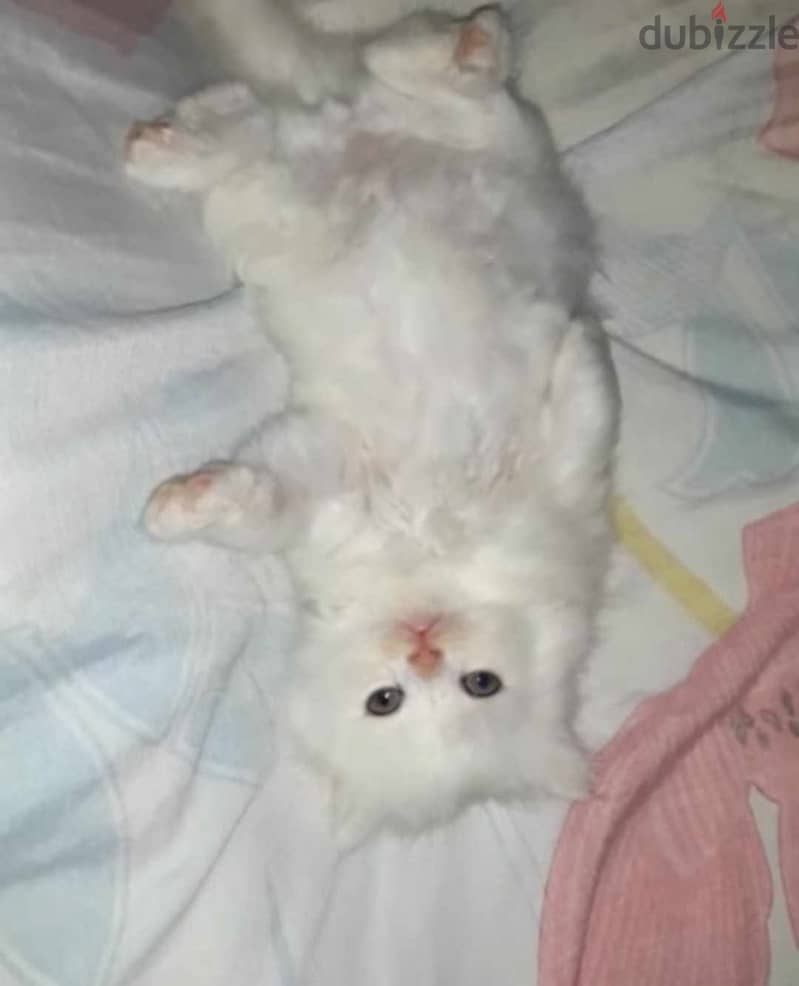 قطط شيرازي للبيع عمر شهر ونص 3