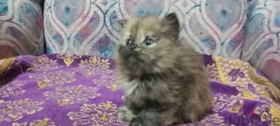قطة انثى شيرازي بيور