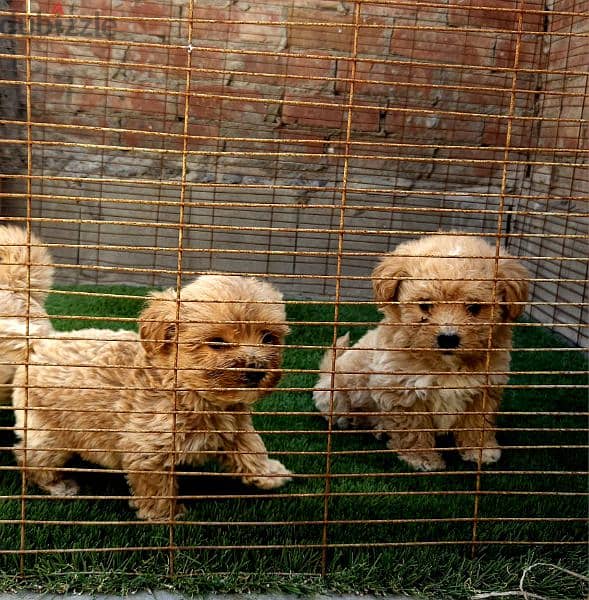 جراوي بودل poodle puppies 3