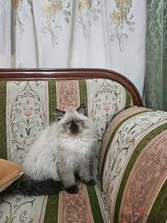 قطة هيمالايا شوكليت بيور