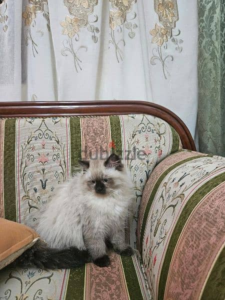 قطة هيمالايا شوكليت بيور 1