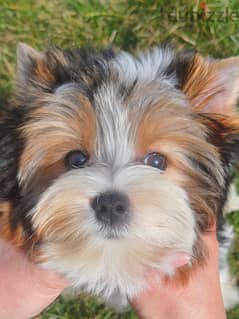 Biewer Terrier Puppies Show Class Imported from Europe !!!!