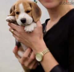 beagle female puppy 0