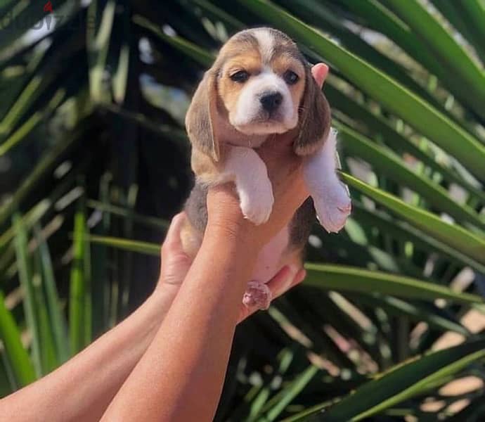 beagle female puppy 1