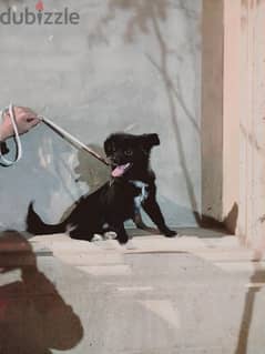 كلب جريفون المااني