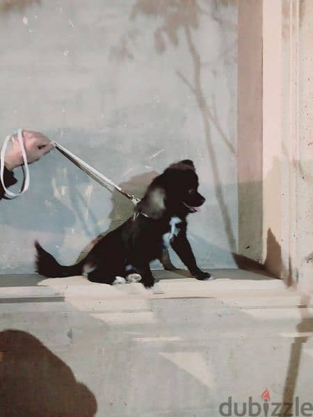 كلب جريفون المااني 1