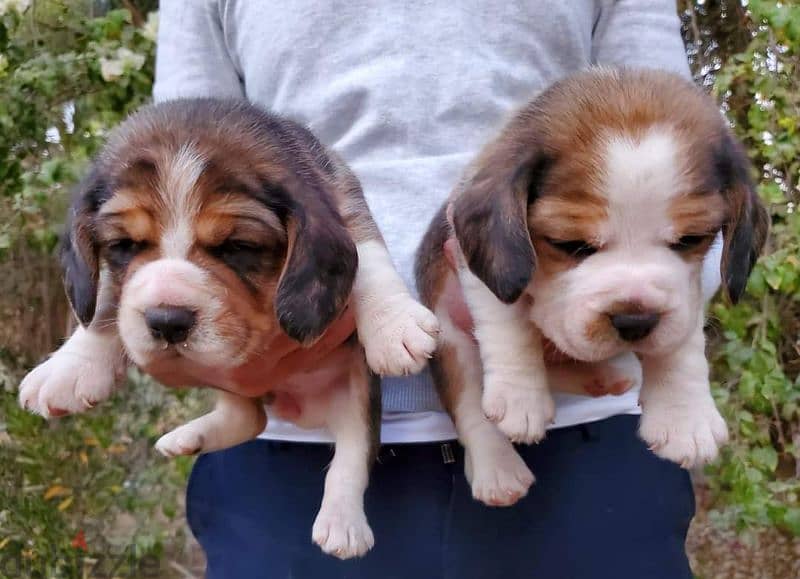 beagle بيجيل puppy 1