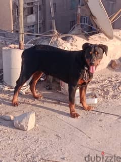 كلب روت وايلر ٧ شهور الوان حمرا كف ايد كبير و نضيف جدا 0