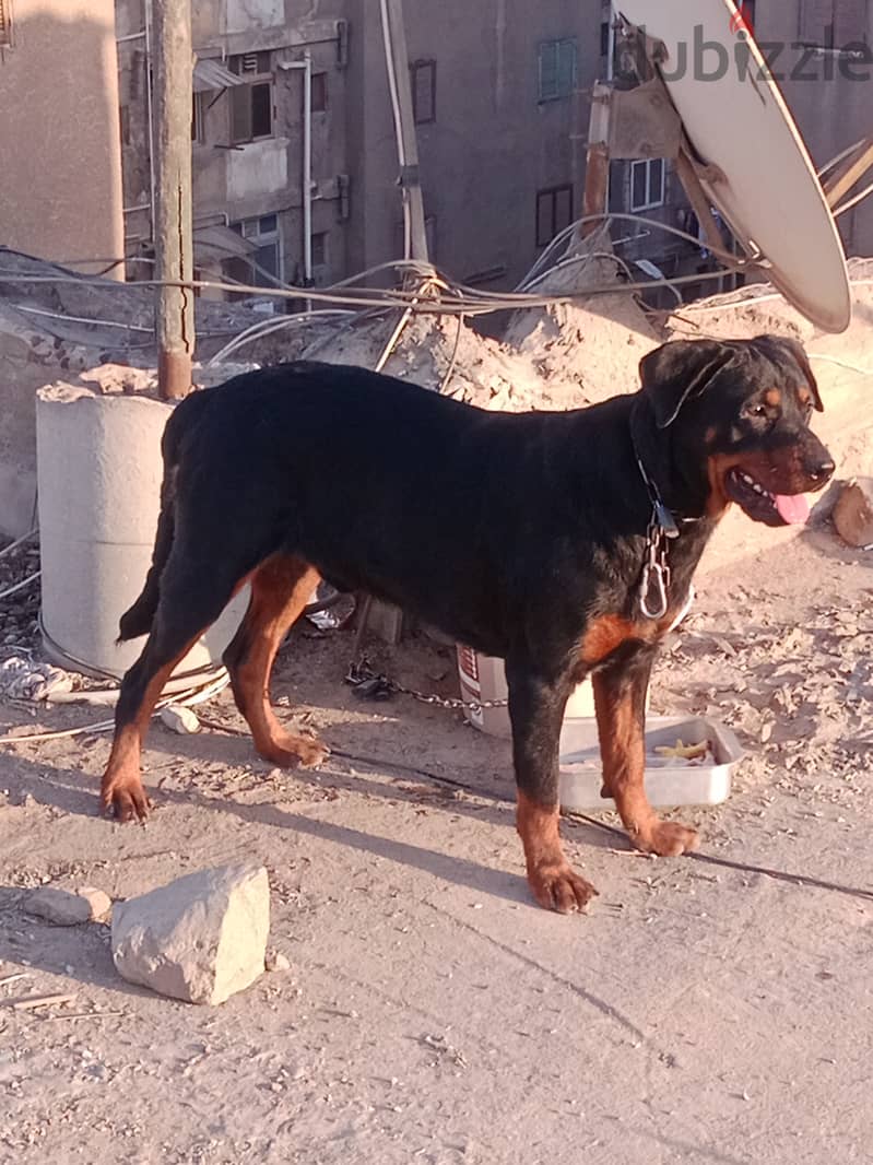 كلب روت وايلر ٧ شهور الوان حمرا كف ايد كبير و نضيف جدا 2