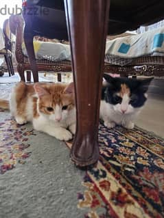 5 months old cats (male and female) قطط ٥ شهور (ذكر و انثى) 0