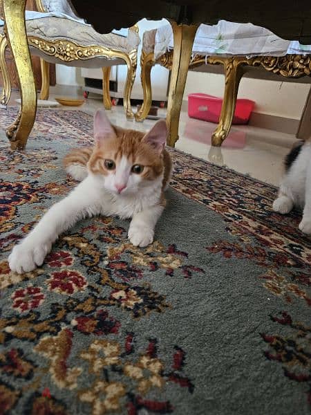 5 months old cats (male and female) قطط ٥ شهور (ذكر و انثى) 1