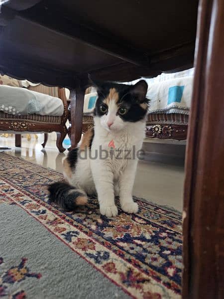 5 months old cats (male and female) قطط ٥ شهور (ذكر و انثى) 9