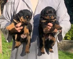 Rottweiler 50 days Old High B line /Vaccinated . Pdecree & Microship