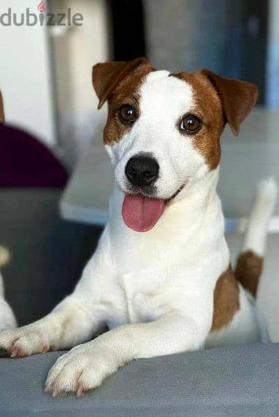 Jack Russell Terrier Female From Russia 2