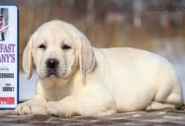 Labrador puppies Fawn From Russia