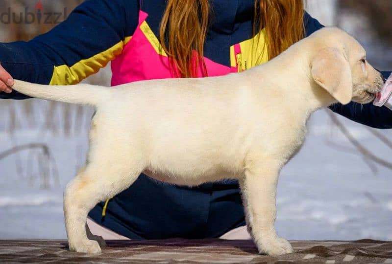 Labrador puppies Fawn From Russia 2