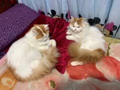 two cats to sell