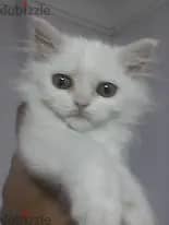 قطة شيسرازى بيور بيضاء ىمتطعمة 75 يوم 4