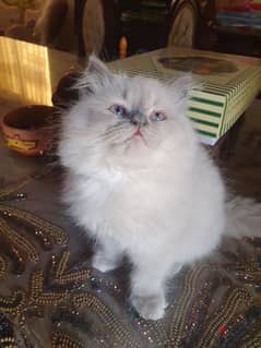 قط راغدول للبيع ragdoll cat for sale