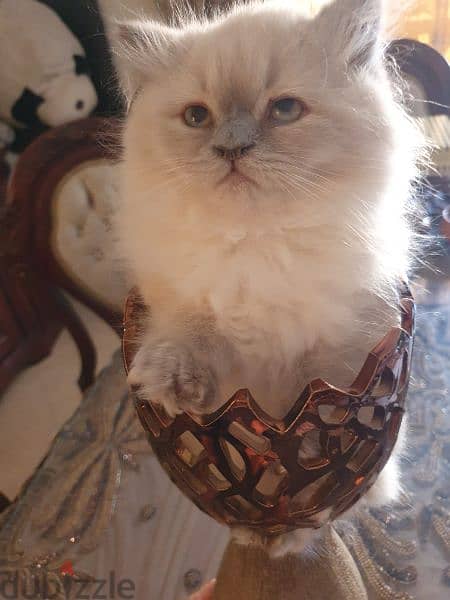 قط راغدول للبيع ragdoll cat for sale 2
