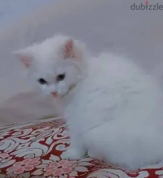 قطة شيرازي مون فيس 1
