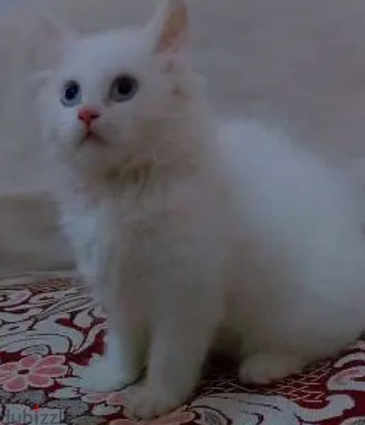 قطة شيرازي مون فيس 4