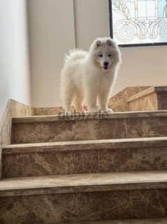 Samoyed Puppy 3 Months + some days