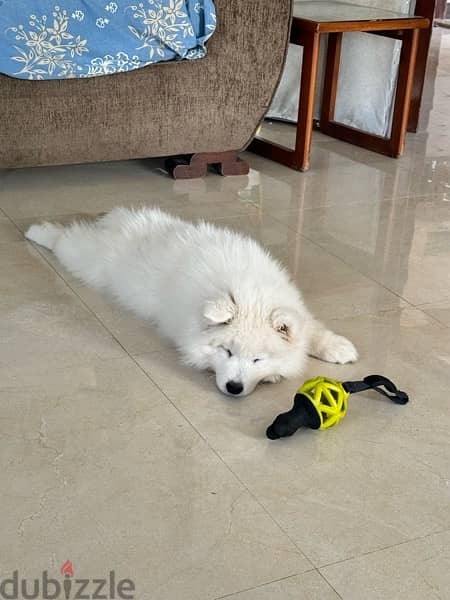 Samoyed Puppy 3 Months + some days 1