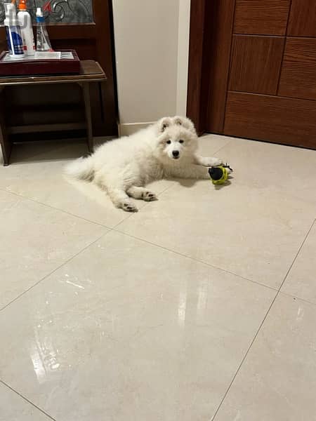 Samoyed Puppy 3 Months + some days 2