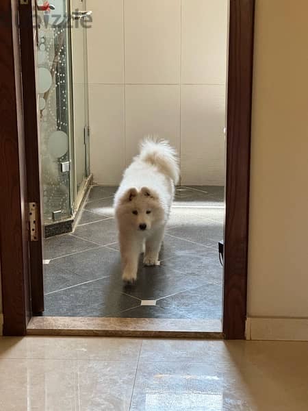 Samoyed Puppy 3 Months + some days 3