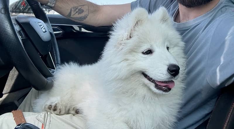 Samoyed Puppy 3 Months + some days 4