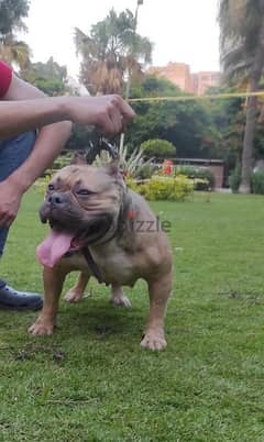 Available female American bully 3 years 
Have given birth before 0