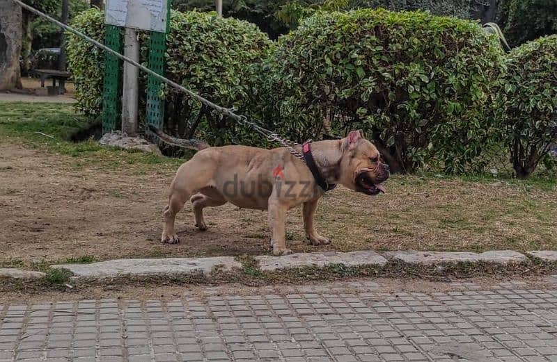Available female American bully 3 years 
Have given birth before 1