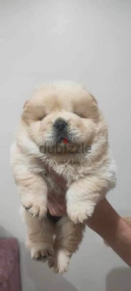 chow chow female imported parentsتشاو تشاو نتايه 1
