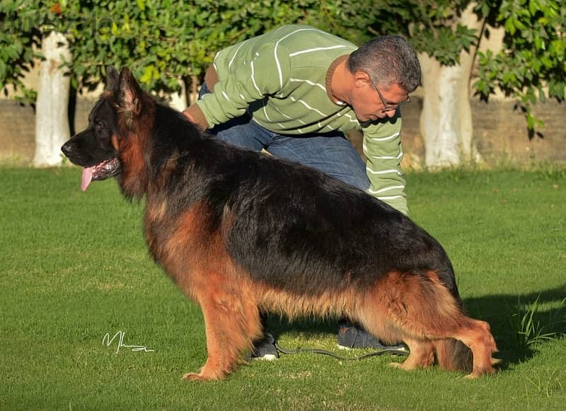 Royal black German shepherd puppies 3