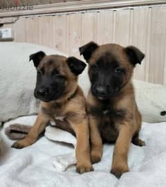 Belgian Malinois Males Puppies From Russia 0