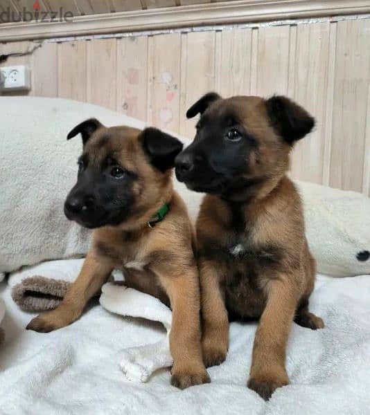 Belgian Malinois Males Puppies From Russia 1