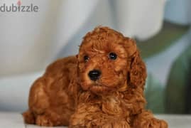Toy Poodle puppies From Russia
