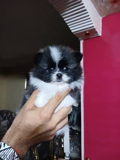 pomeranian panda male بومرينيان