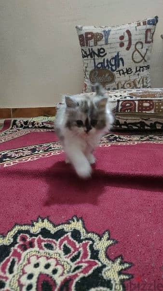 قطه شيرازي 1