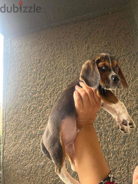 male beagle dog 1