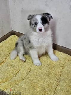 Border collie Male From Russia