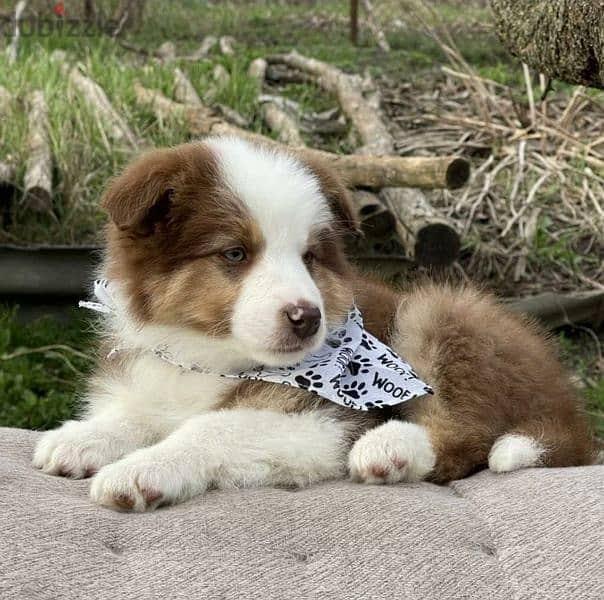 Border collie Male From Russia 8