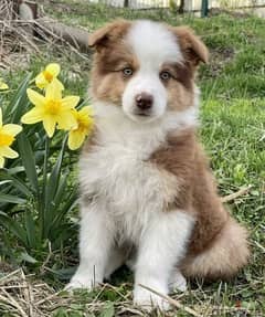 Border collie Puppies From Russia