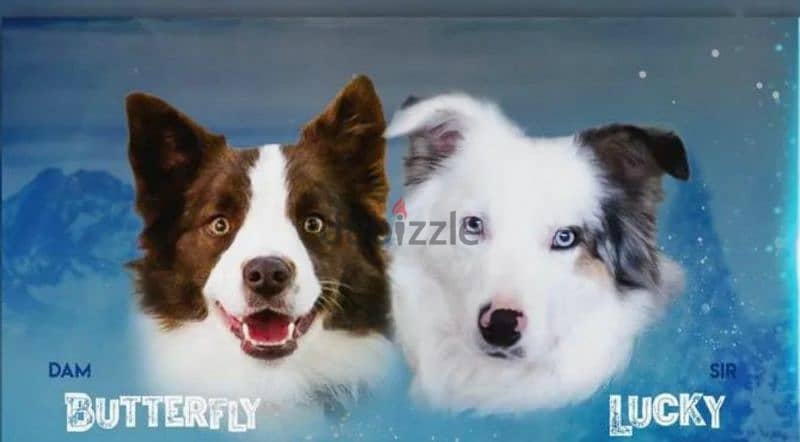 Border collie Puppies From Russia 1