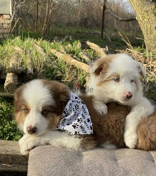 Border collie Puppies From Russia 3