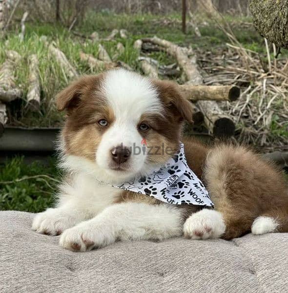 Border collie Puppies From Russia 4