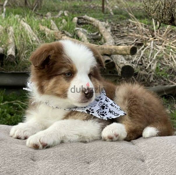 Border collie Puppies From Russia 5