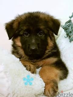 Long-haired German shepherd puppies From Russia 0