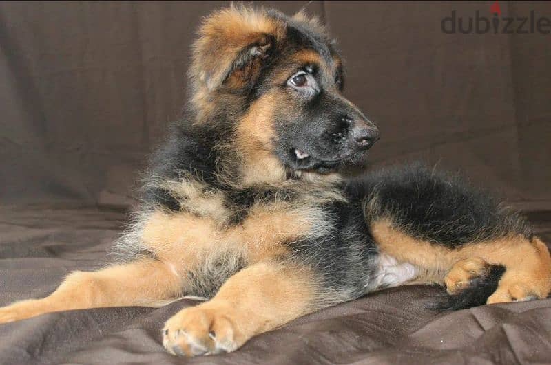 Long-haired German shepherd puppies From Russia 1